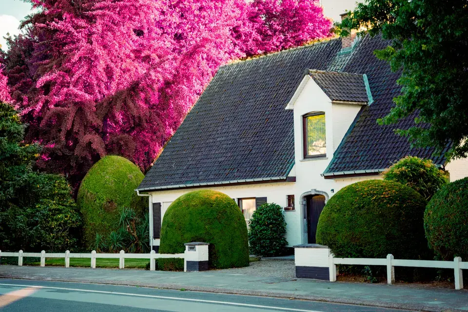 mold removal Aloha